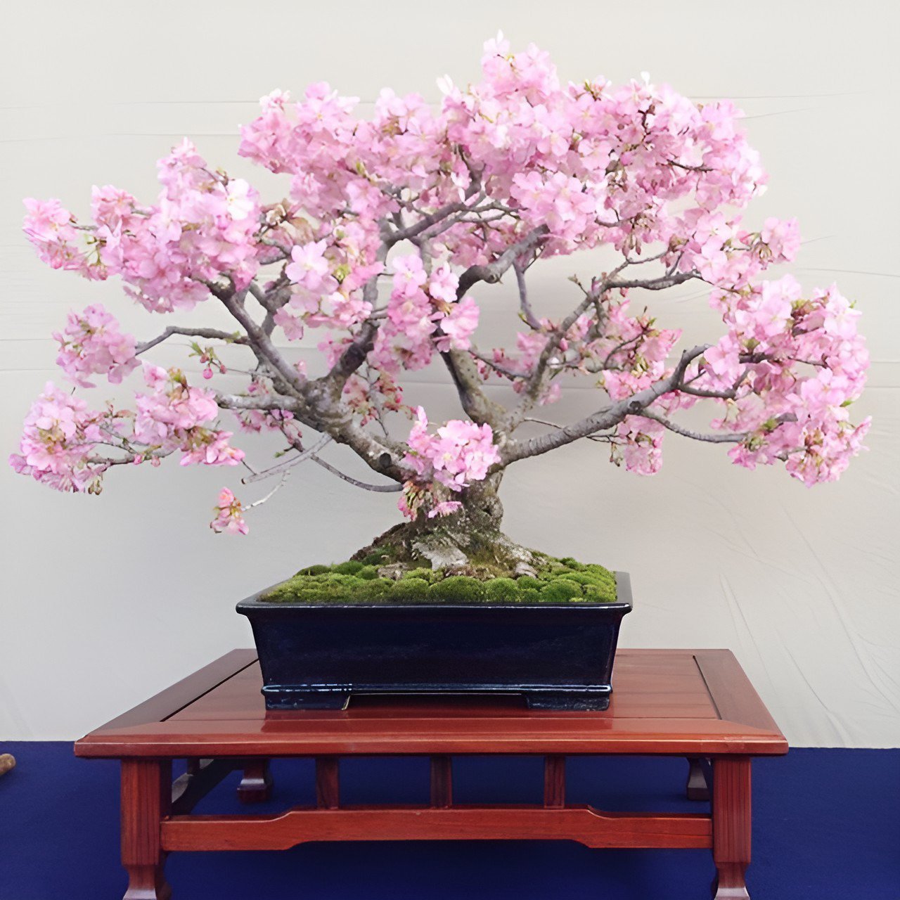 20 Seeds Fully Light Pink Corrugated Big Blooms Bonsai Flowers Fresh Seeds