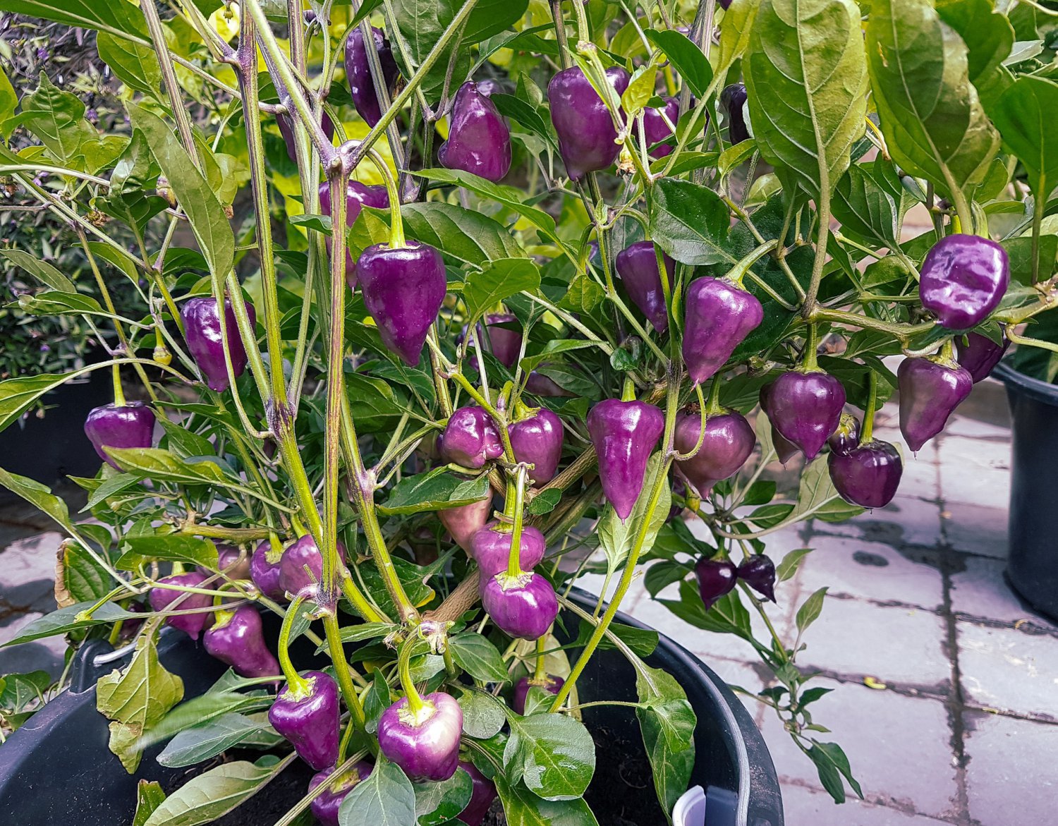 60 Seeds Purple UFO' Purple Hot Chilli Fresh Seeds