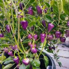 60 Seeds Purple UFO' Purple Hot Chilli Fresh Seeds