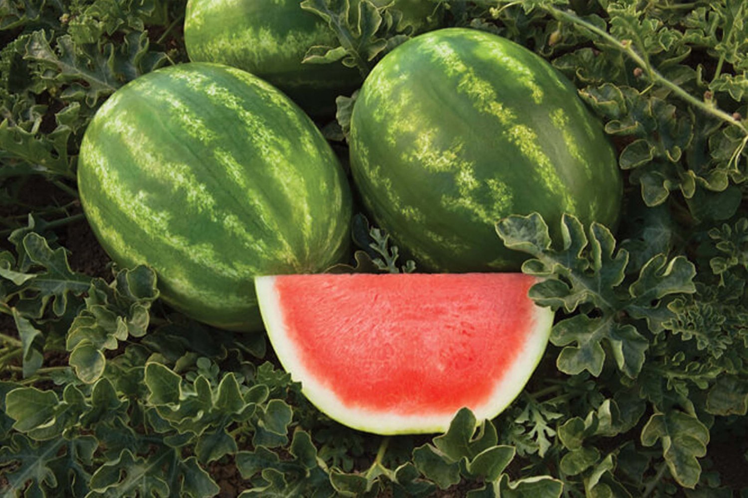 100 Seeds Super Big Green Red Seedless Watermelon Organic Fresh Seeds