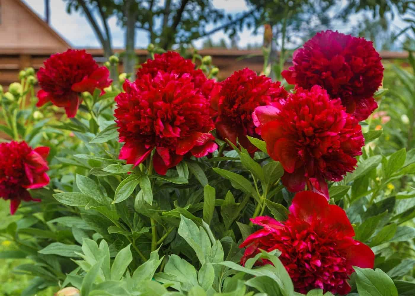 10 Seeds Giant Dark Red Peony Double Flowers Fresh Seeds
