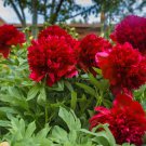 10 Seeds Giant Dark Red Peony Double Flowers Fresh Seeds