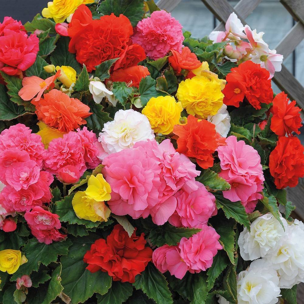 200 Seeds Mixed Begonia Flowers Fresh Seeds