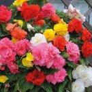200 Seeds Mixed Begonia Flowers Fresh Seeds