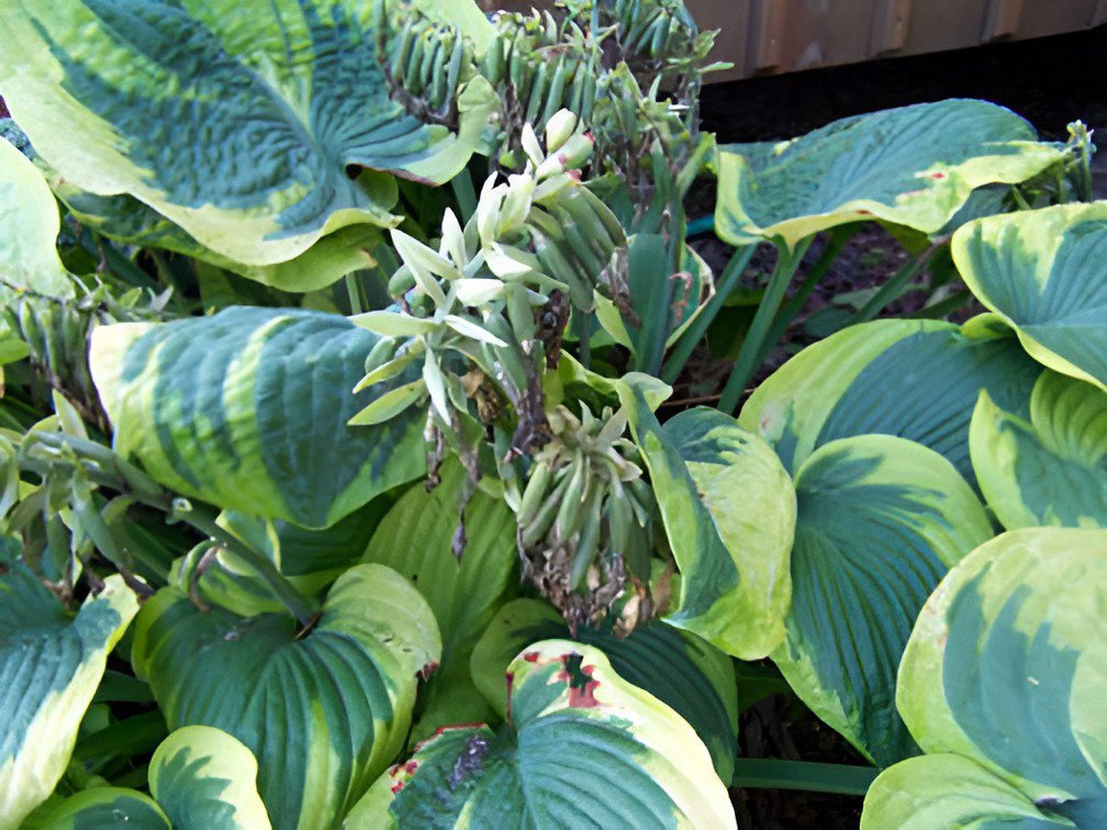 400 Seeds Hosta Perennials Fresh Seeds