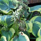 400 Seeds Hosta Perennials Fresh Seeds