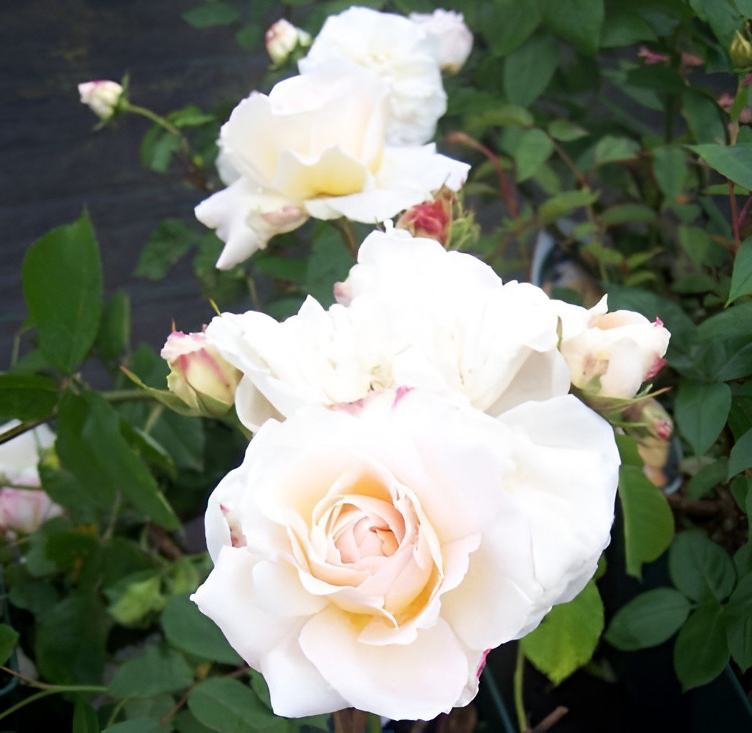 100 Seeds Large Light Rose Flower Fresh Seeds
