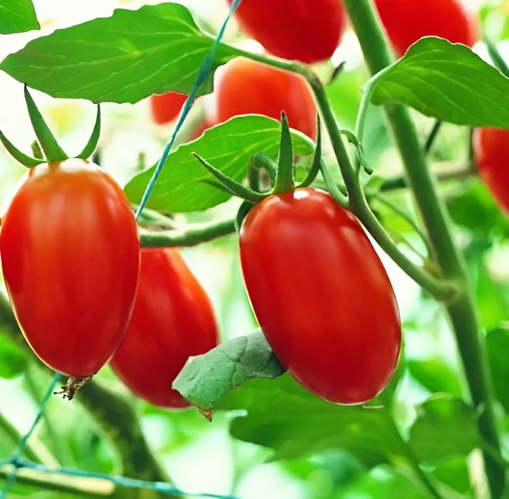 70 Seeds Rare Auhui Bright Red Cherry Tomato Organic Fresh Seeds