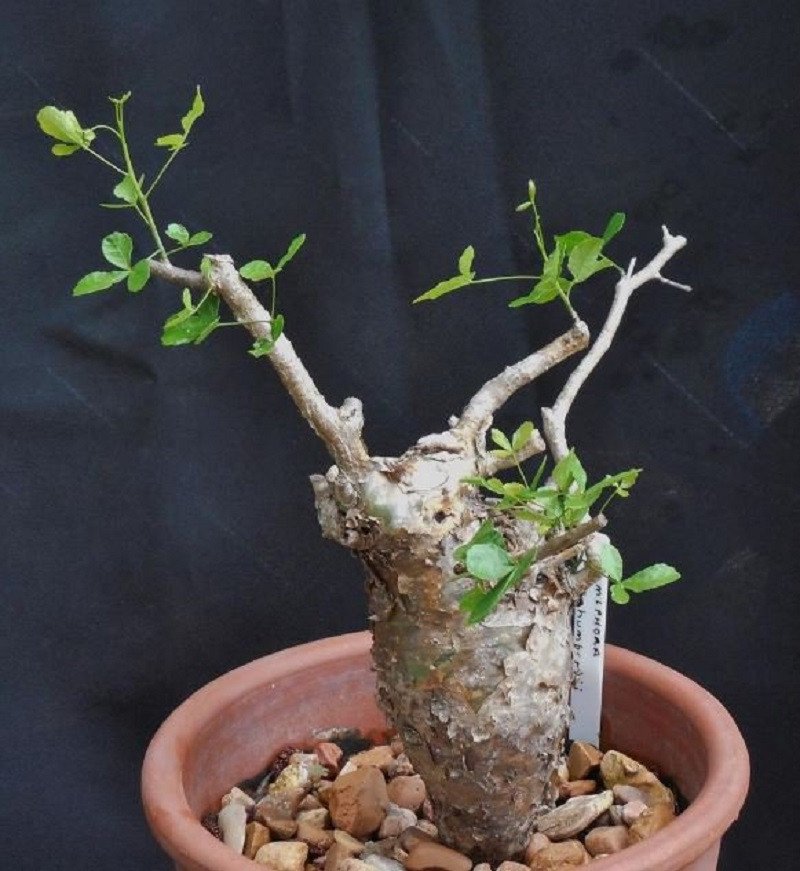 2 Seeds Bursera Hindsiana Torote Prieto Torchwood Fresh Seeds