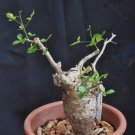 2 Seeds Bursera Hindsiana Torote Prieto Torchwood Fresh Seeds