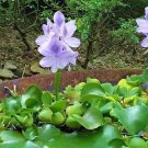 200 Seeds Fresh Real shuihulu semillas - Eichhornia Fresh Seeds