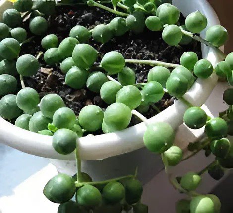 200 Seeds Round Pearl Chlorophytum Bonsai Beads Bonsai Fresh Seeds