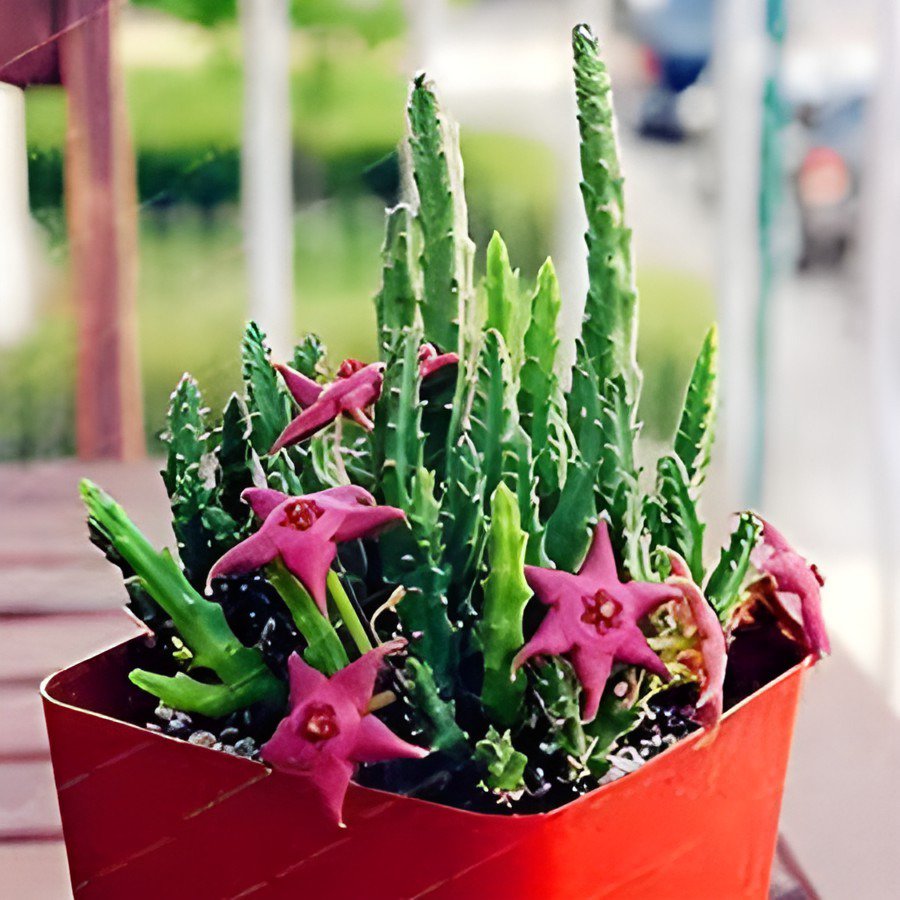200 Seeds Stapelia Pulchella Bonsai Lithops Mix Succulents Fresh Seeds