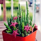 200 Seeds Stapelia Pulchella Bonsai Lithops Mix Succulents Fresh Seeds