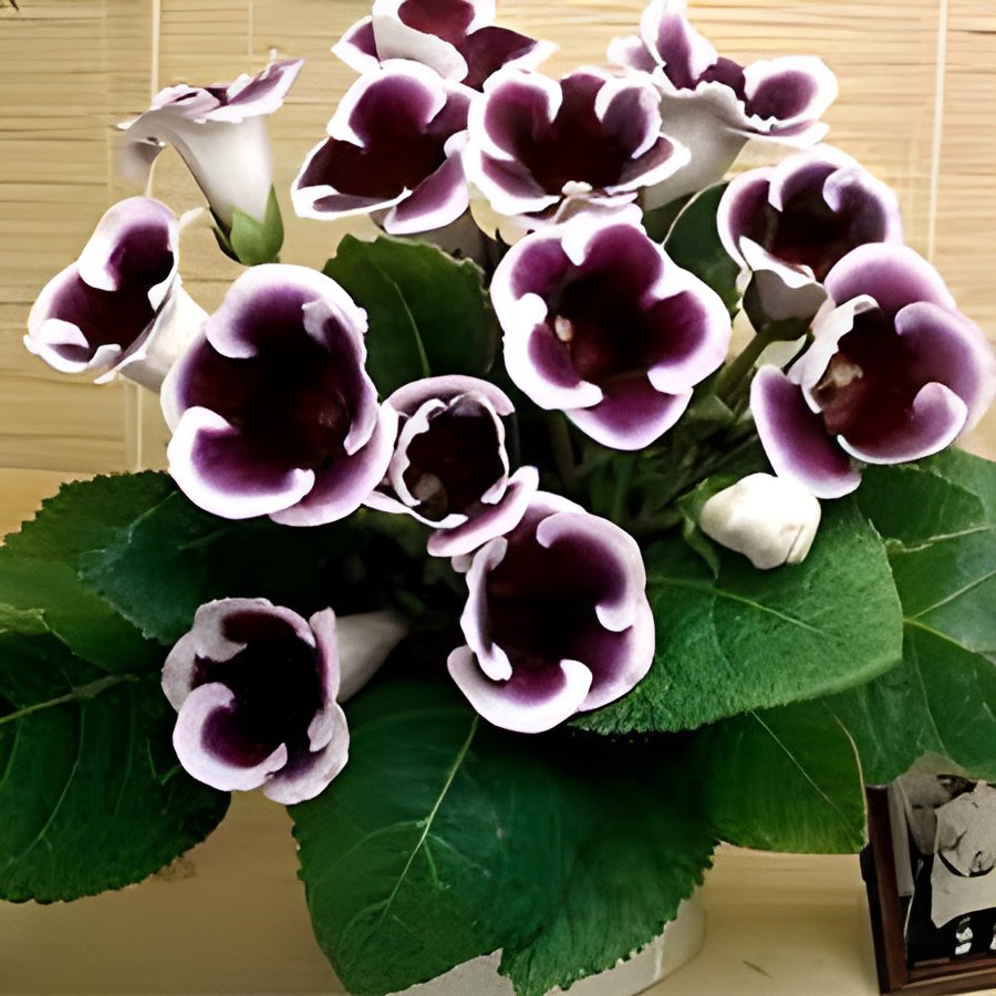 200 Seeds Gloxinia Plant Mixed Purple White Pink Fresh Seeds