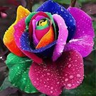 200 Seeds Exotic Rainbow Rose Plants Mixed Colors Fresh Seeds