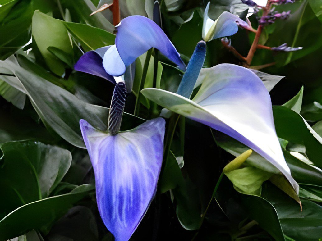 200 Seeds Anthurium Plants Bonsai Flower Blue Anthurium Plant Fresh Seeds