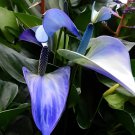 200 Seeds Anthurium Plants Bonsai Flower Blue Anthurium Plant Fresh Seeds