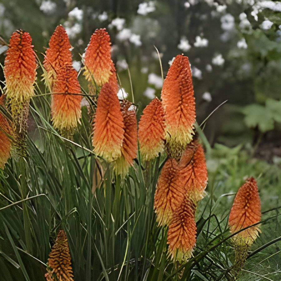 40 Seeds Kniphofia 'Elvira' Red Hot Poker Torch Lily 'Elvira' Flowers Fresh Seeds