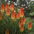 40 Seeds Kniphofia 'Elvira' Red Hot Poker Torch Lily 'Elvira' Flowers Fresh Seeds