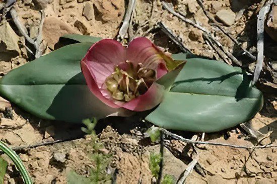 2 Seeds Androcymbium latifolium South African Plant Fresh Seeds