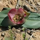2 Seeds Androcymbium latifolium South African Plant Fresh Seeds