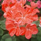 20 Seeds Geranium 'Avenida' Pink Orange Flowers Fresh Seeds