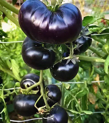 200 Seeds Heirloom Rare Small Black Green Tomato Fresh Seeds