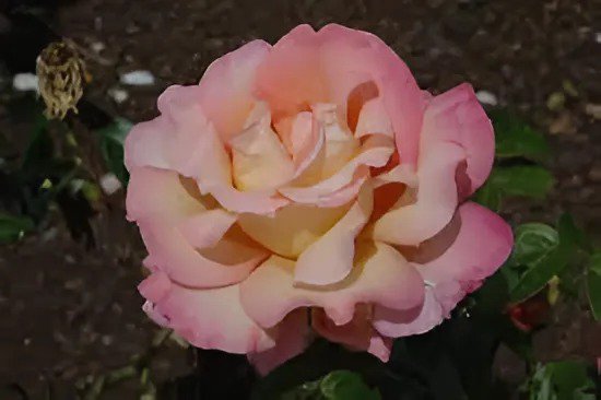 40 Seeds Heirloom Golden Pink Mixed Rose Flower Fresh Seeds