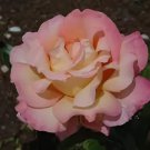 40 Seeds Heirloom Golden Pink Mixed Rose Flower Fresh Seeds