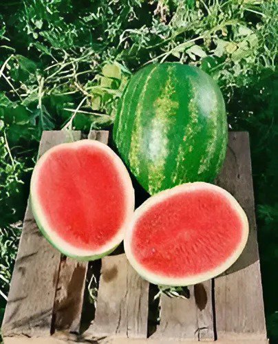 40 Seeds Green Watermelon F3 Fresh Seeds