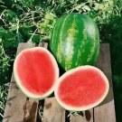 40 Seeds Green Watermelon F3 Fresh Seeds