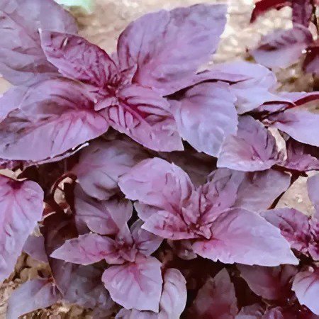 100 Seeds Purple Basil Seeds Aromatic Plants Fresh Seeds