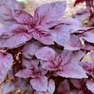 100 Seeds Purple Basil Seeds Aromatic Plants Fresh Seeds