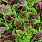 400 Seeds Edible Amaranth Bi-color Vegetable Fresh Seeds