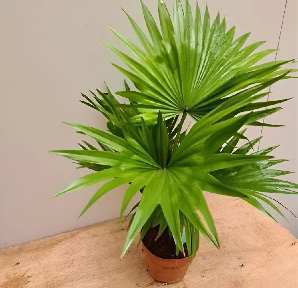 200 Seeds Plants Excelsa Sementes Bamboo Palm Fresh Seeds