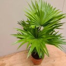 200 Seeds Plants Excelsa Sementes Bamboo Palm Fresh Seeds