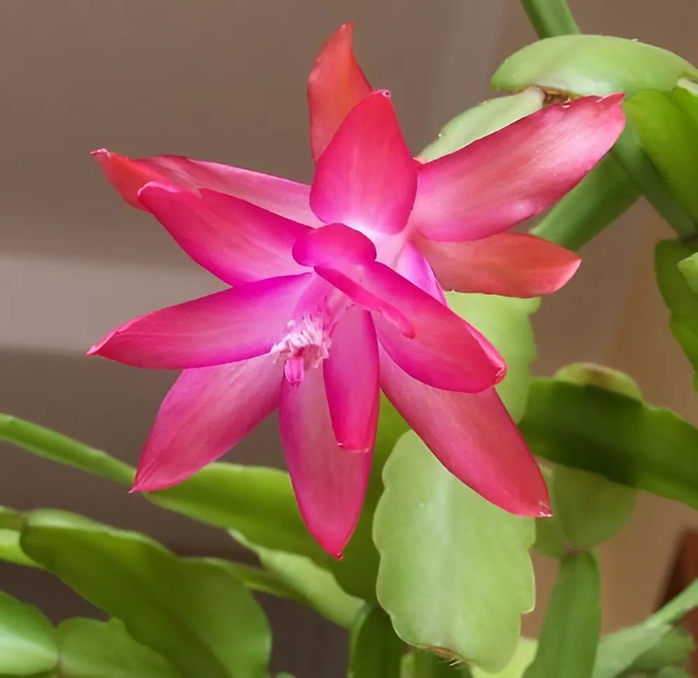 400 Seeds Schlumbergera Cactus Christmas Bonsai Fresh Seeds