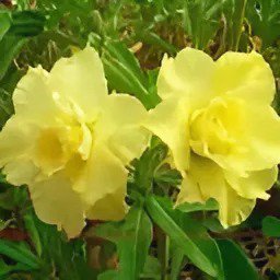 4 Seeds Light Green Adenium Desert Rose Fresh Seeds