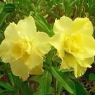 4 Seeds Light Green Adenium Desert Rose Fresh Seeds
