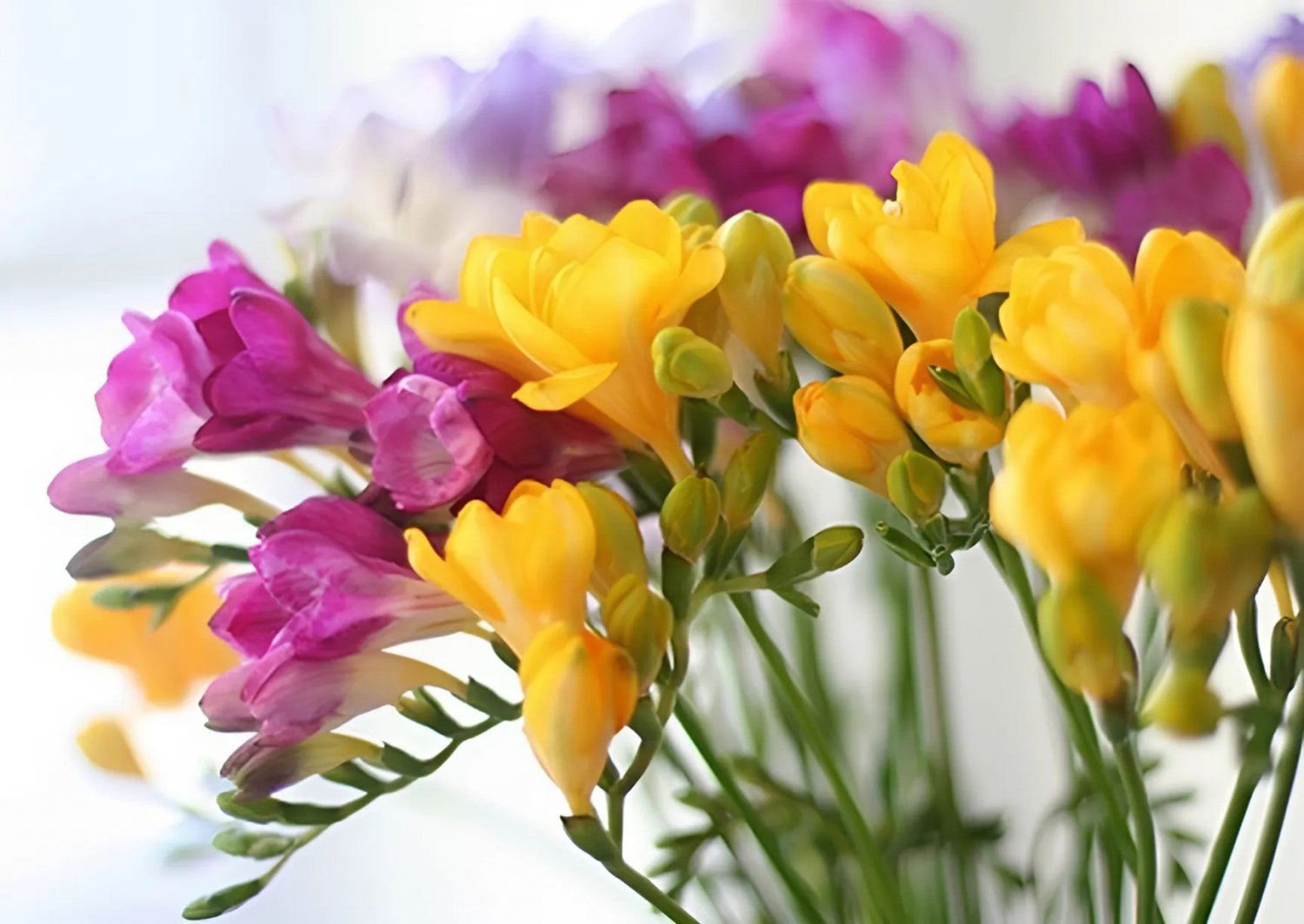 200 Seeds Freesia Fresh Seeds
