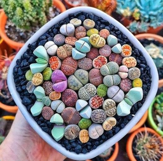 20 Seeds Mixed Many Types of Lithop Fresh Seeds