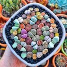 20 Seeds Mixed Many Types of Lithop Fresh Seeds