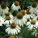 400 Seeds Echinacea Hybrida 'Caribbean Green' Greyish Green Fresh Seeds