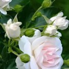 100 Seeds Heirloom Fleshcolor European Rose Flower Fresh Seeds