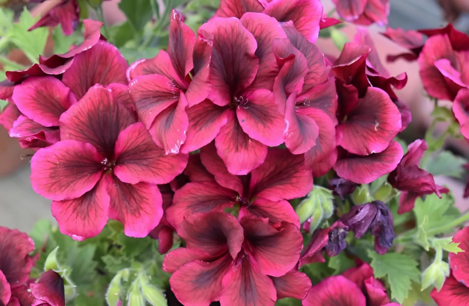 20 Seeds Geranium Dark Red Light Purplish Semidouble Flowers Fresh Seeds