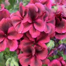 20 Seeds Geranium Dark Red Light Purplish Semidouble Flowers Fresh Seeds