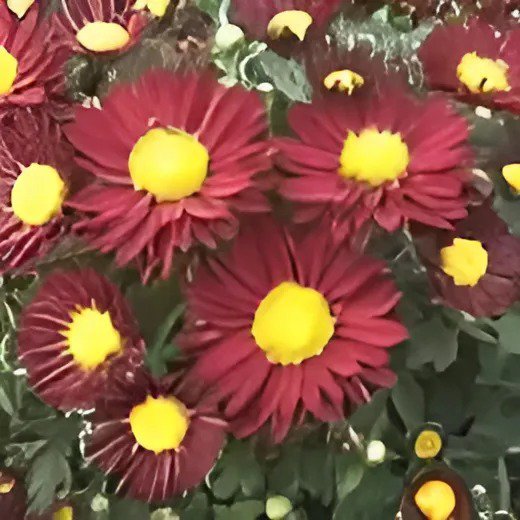 100 Seeds Edana Red Chrysanthemum Plant Flower Fresh Seeds