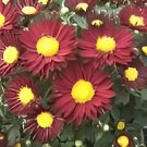 100 Seeds Edana Red Chrysanthemum Plant Flower Fresh Seeds