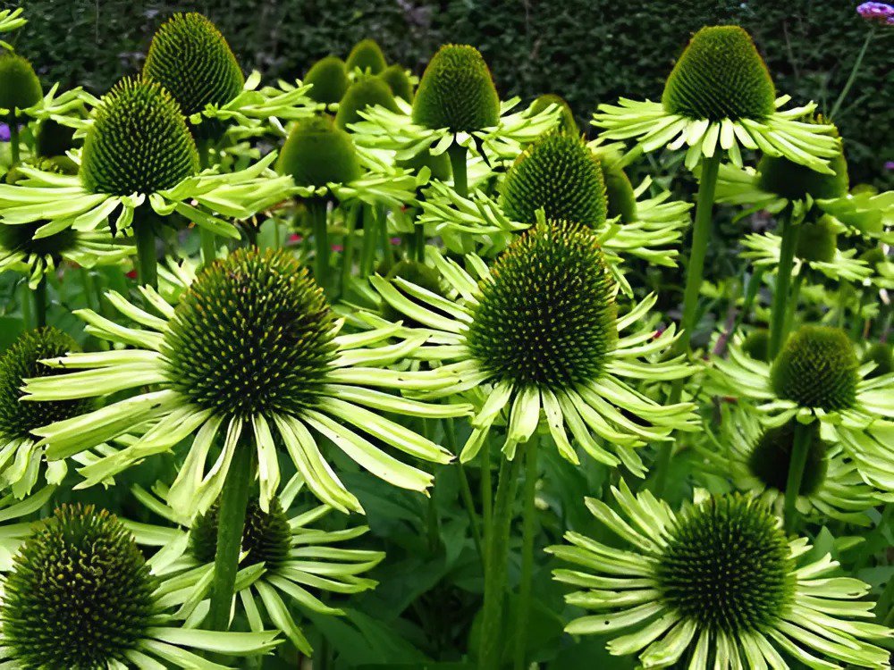 200 Seeds Green Jewel' Echinacea Coneflower Fresh Seeds